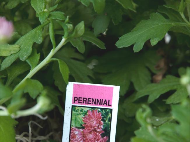 P & P, POP, Tags Perennial